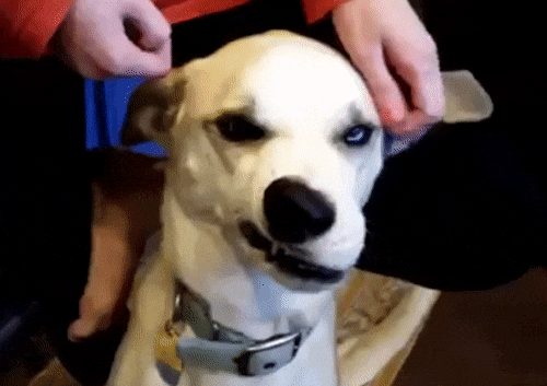 tmp_16273-09-5653446.gif