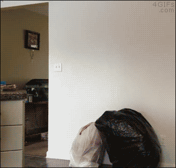 tmp_17270-Garbage-trash-bag-prank1939808157.gif