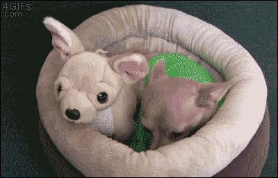 tmp_18808-Chihuahua-bites-toy-dog-bed626915056.gif