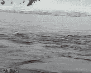 tmp_18937-Penguin-escapes-killer-whales186163316.gif