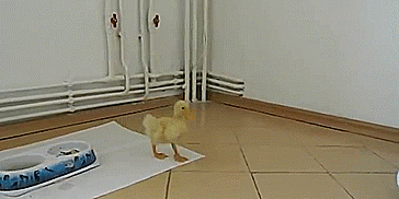 tmp_2138-30587140445.gif