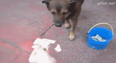 tmp_2185-14374076212.gif