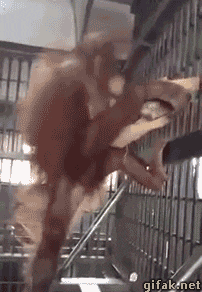 tmp_2254-5(2)47946581.gif