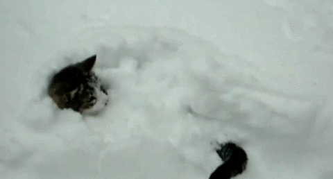 tmp_24233-thumbs_014374076212.gif