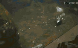tmp_2777-P5ASY2Q47946581.gif
