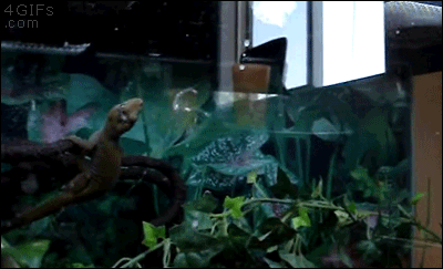 tmp_28210-Ninja-gecko-eats-butterfly8555759.gif