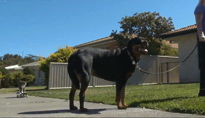 tmp_29735-081675155265.gif