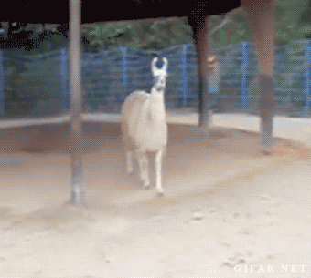 tmp_30992-LangweileDich.net_Bilderparade_CCLXXIV_30-1850217672.gif