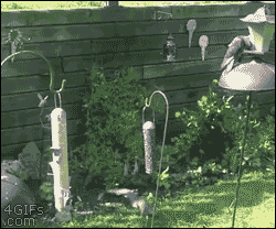 tmp_4684-Squirrel-jumps-bird-feeder221094427.gif