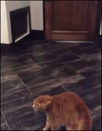 tmp_683-Cat-vs-dog-in-zebra-mask2040425333.gif