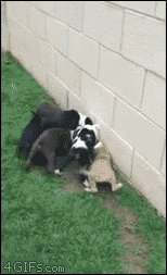 tmp_683-Puppies-dogpile-cat-1283450201.gif