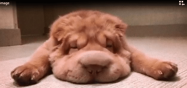 tmp_7180-17-2064199750.gif