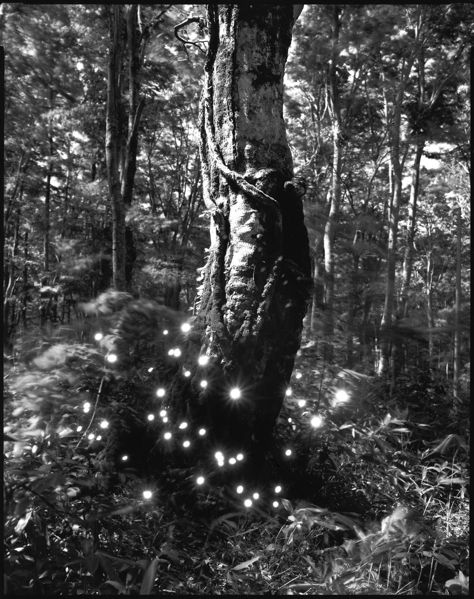 Tokihiro Sato - Hakkoda #2 (2009).jpg