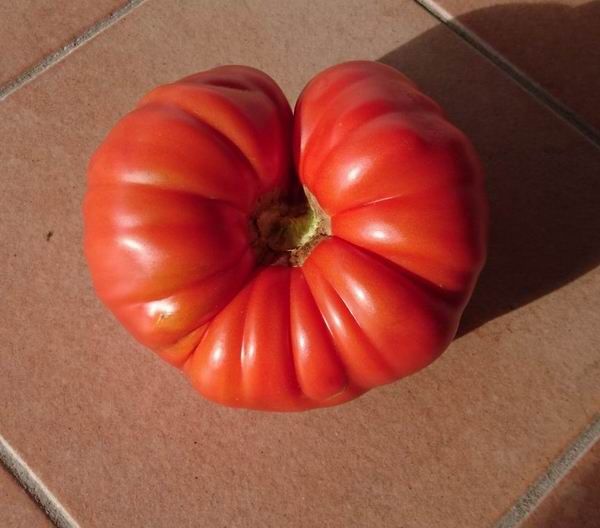 Tomate.jpg