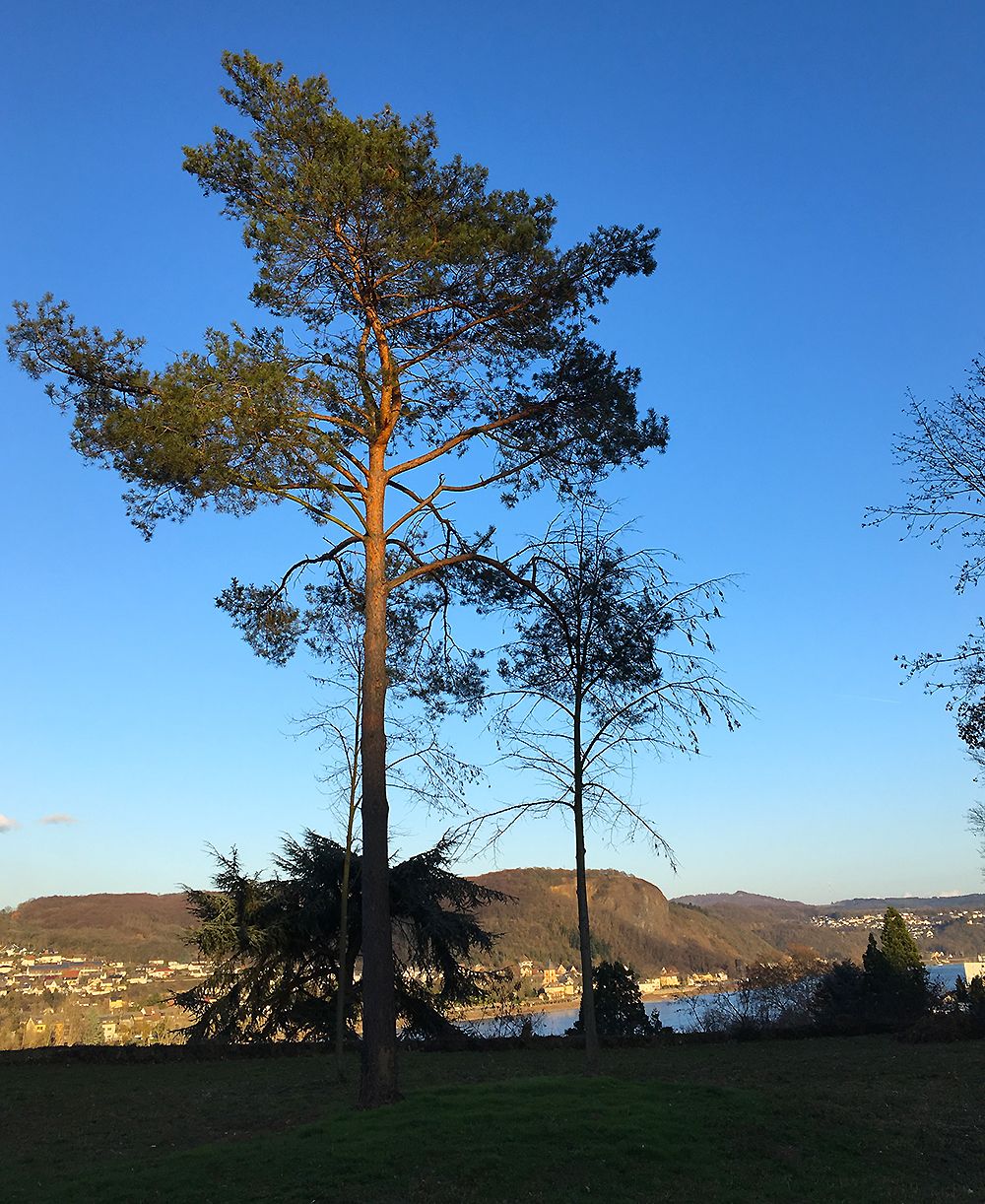 Tosk.2.jpg