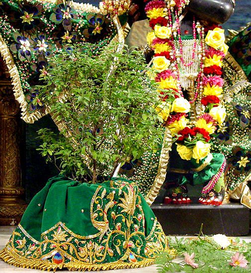 tulasi-arati.jpg