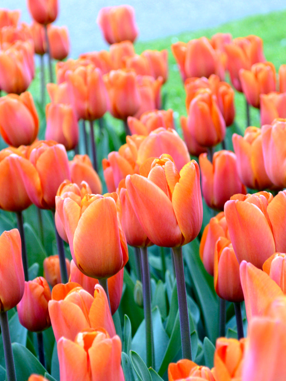 Tulip_Kings_Orange-4.jpg
