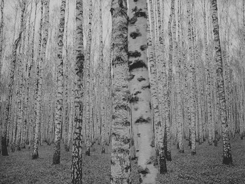 tumblr_Ivan’s Childhood, 1962-Andrei Tarkovsky_nbdraqDENN1topltvo1_500.gif