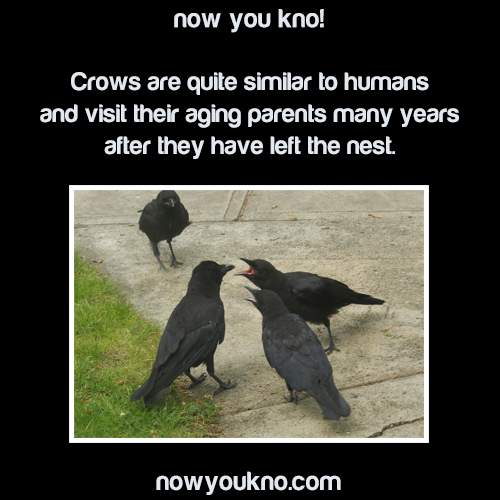 tumblr_n2w61c9D7w1rkt29io1_500.png