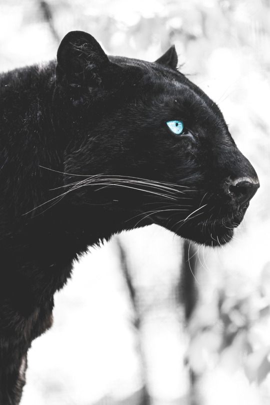 tumblr_o0cailDP4e1rwv0r5o1_540.jpg