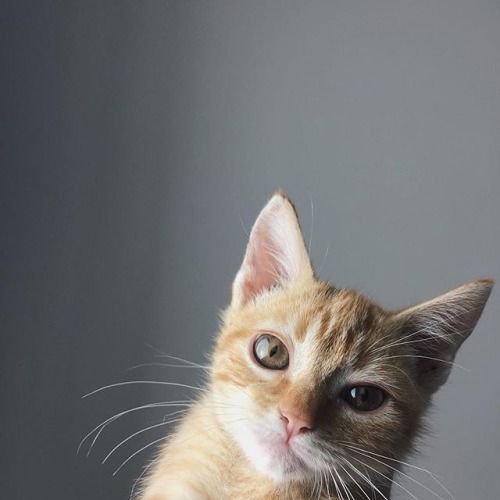 tumblr_o8evohg9nM1qe25dno1_500.jpg