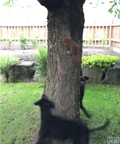 tumblr_oazrfoUj7X1rjlj53o1_500.gif