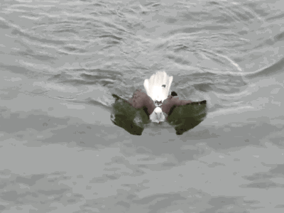 tumblr_oczr3fuz9d1s02vreo1_400.gif