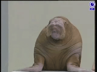 uCNpO2R.gif