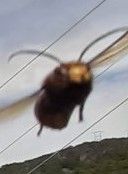 UFO.jpg