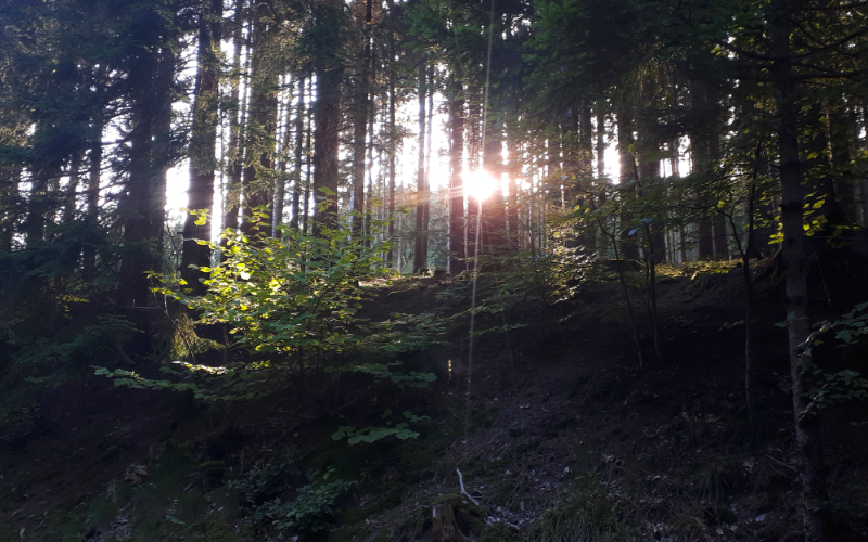 wald.jpg