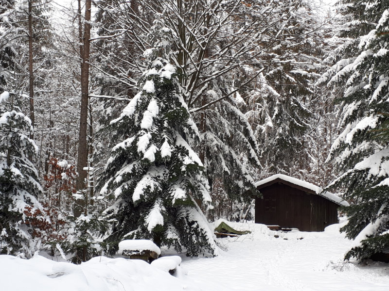wald.jpg