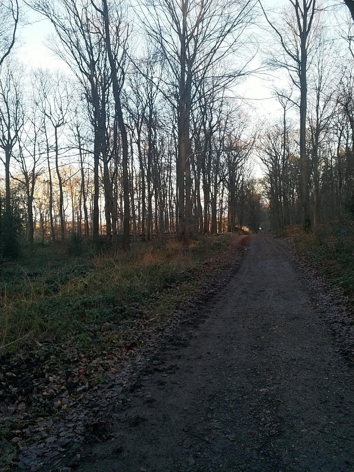 waldweg.jpg