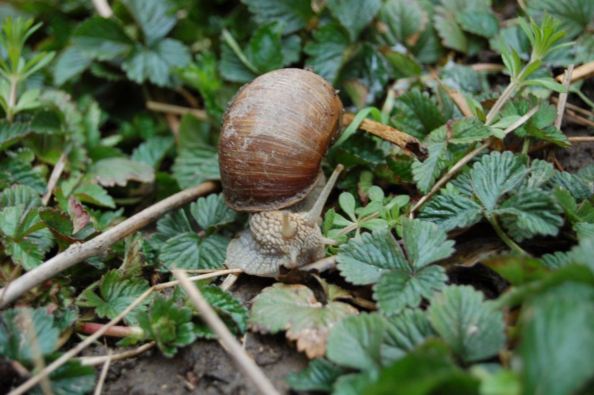weinbergschneck.JPG