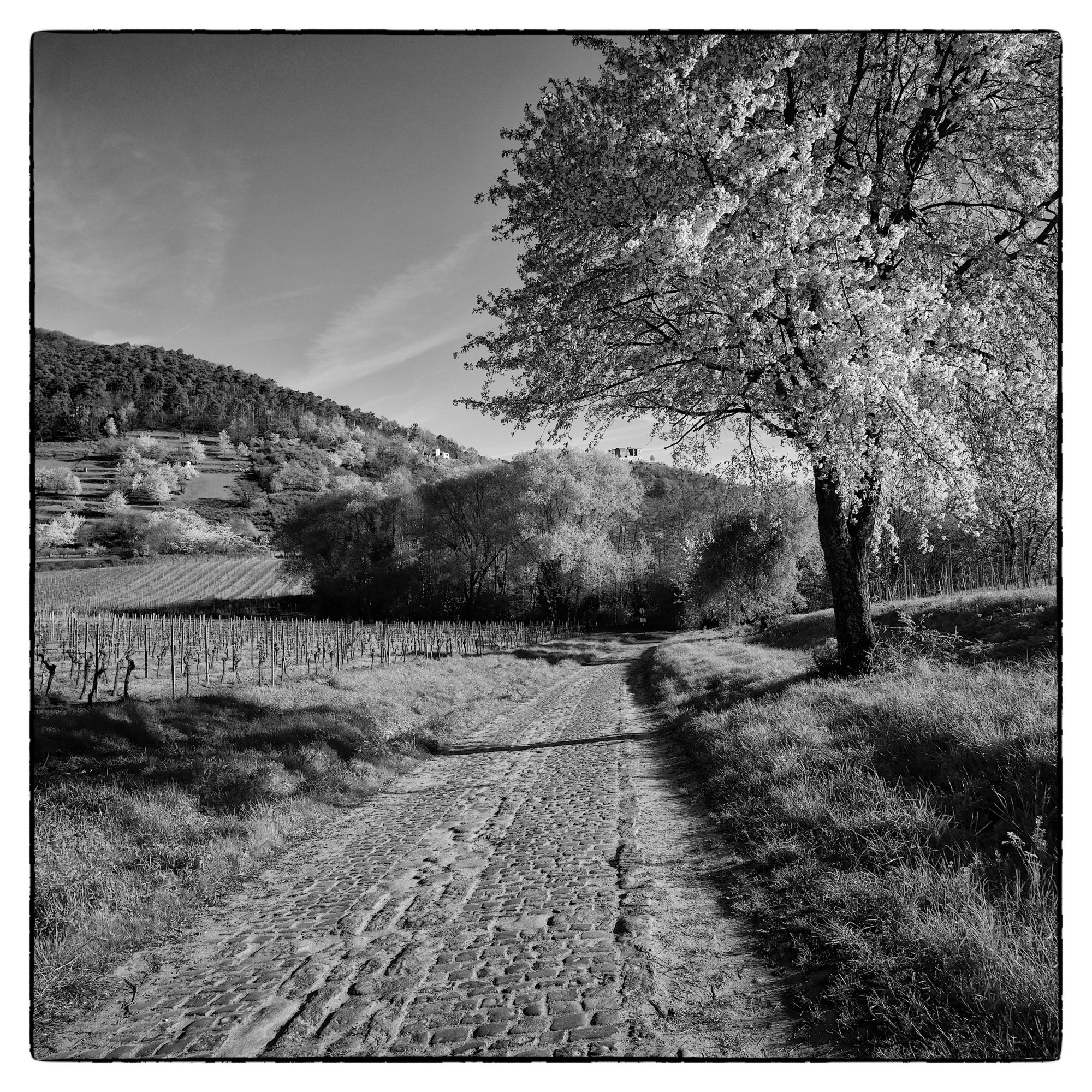 Weinwanderweg.jpg
