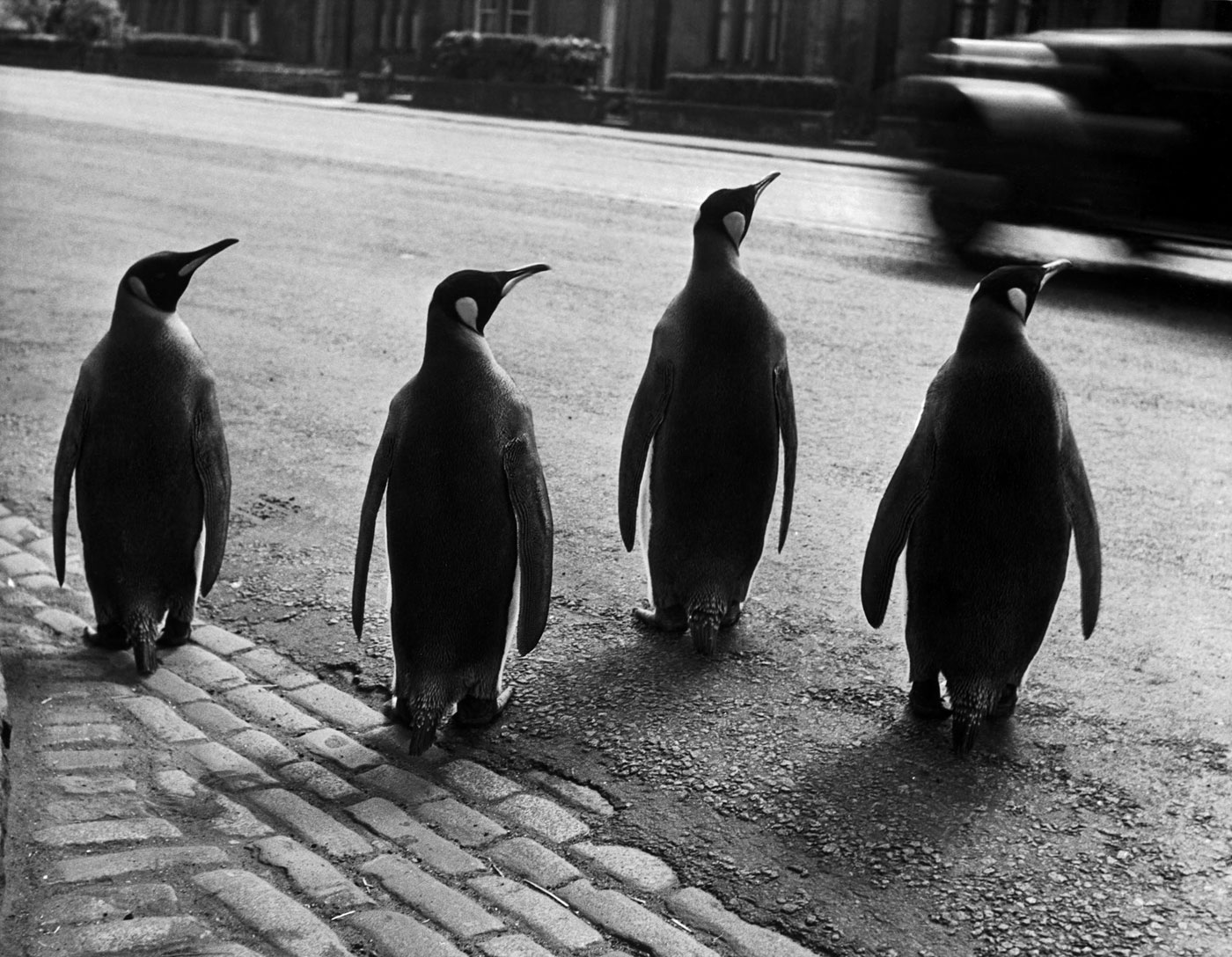 werner-bischof-penguins-of-edinburgh-zoo-on-a-walk-1950-web.jpg