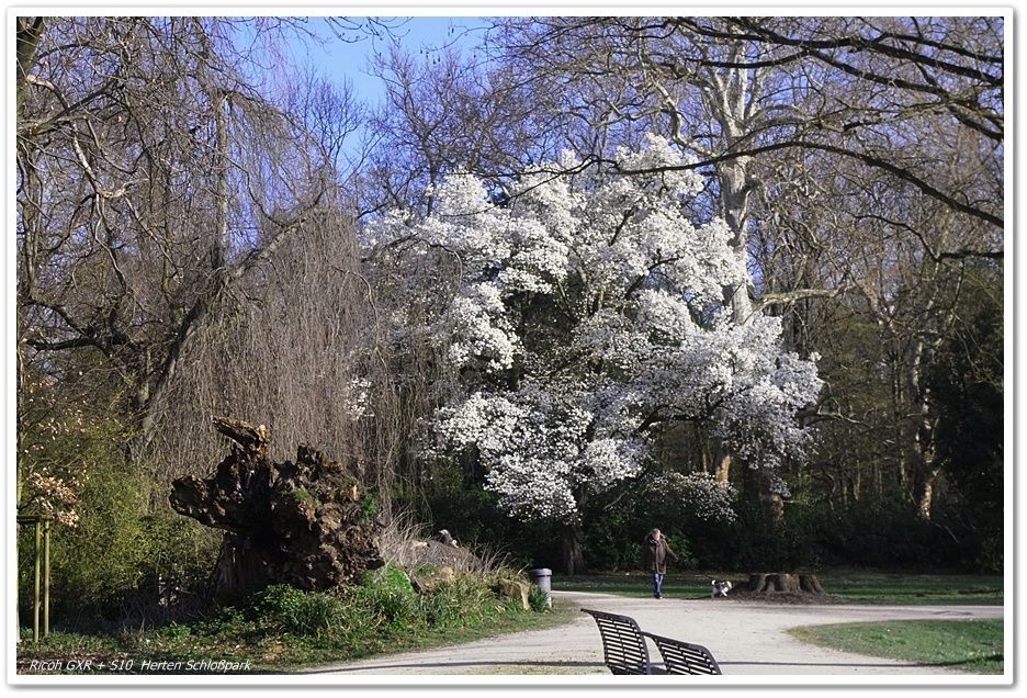 whitetrees10.JPG.ffb470fb7dc2400399f120da74fa68e9.JPG