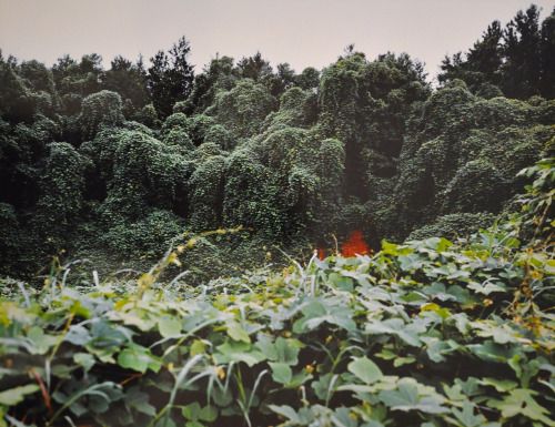 William Christenberry - Kudzu with red soil bank Akron, Alabama, 1978.jpg