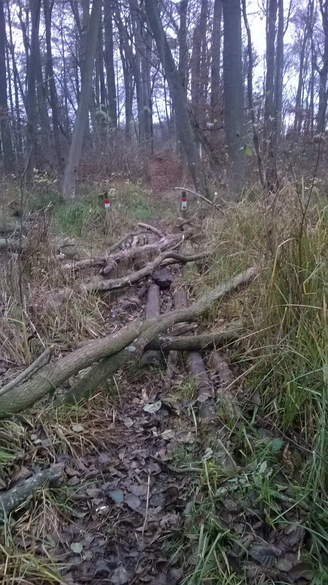 WP_20151112_005.jpg