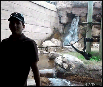 Zoo-gibbon-swing-attack.gif