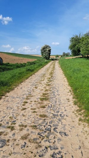 Pave.jpg