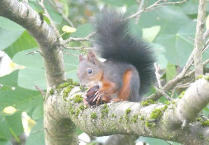 Eichhörnchen 1.JPG