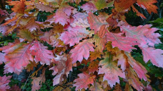 DSC_1117.JPG