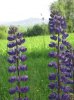 IMG_0802 Lupine.jpg