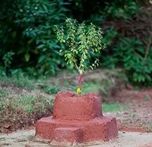 Tulsi-altar-in-garden.jpg