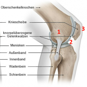 knie.png