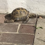 speedturtle