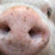 Mastschwein