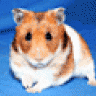 hamster