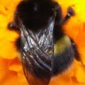 bumblebee