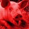 Schwein aus Moldava